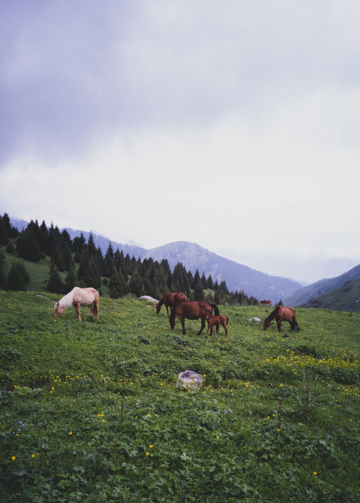 Upland meadow and conifer forest in the Saryarka landscape