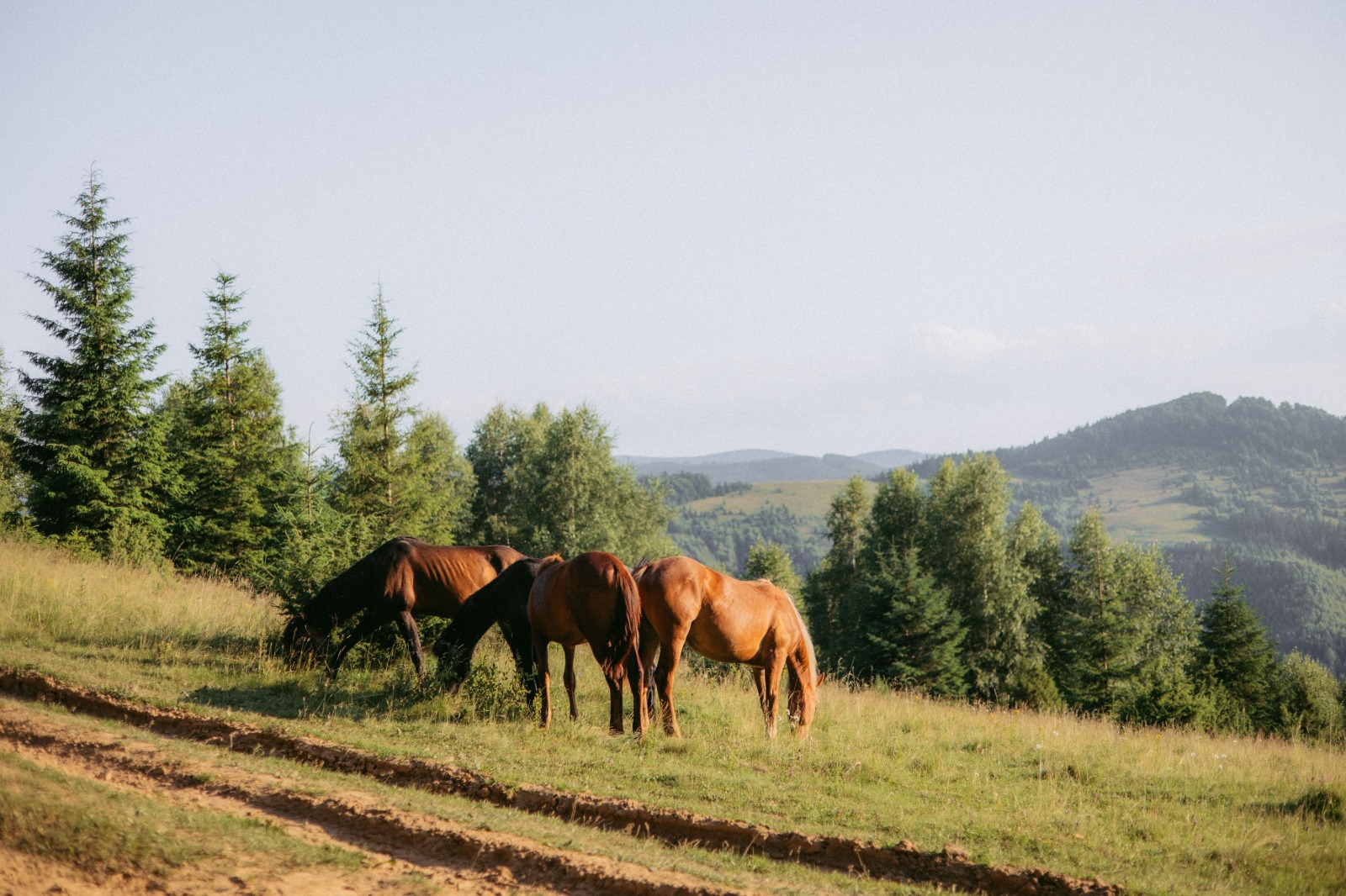 Forested ridge and grassland in the Kazakh Uplands